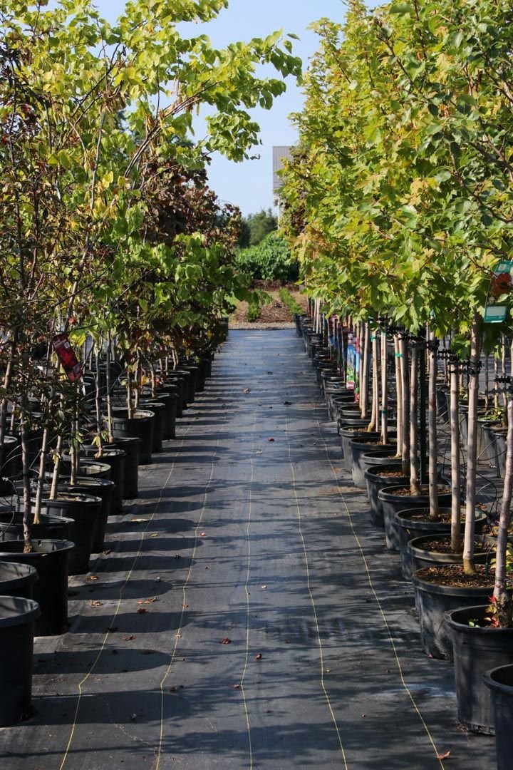 Specialty trees and landscape stock ready for installation at Treends Nursery