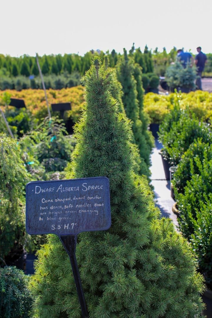 Evergreen nursery stock with plant signage at Treends Nursery