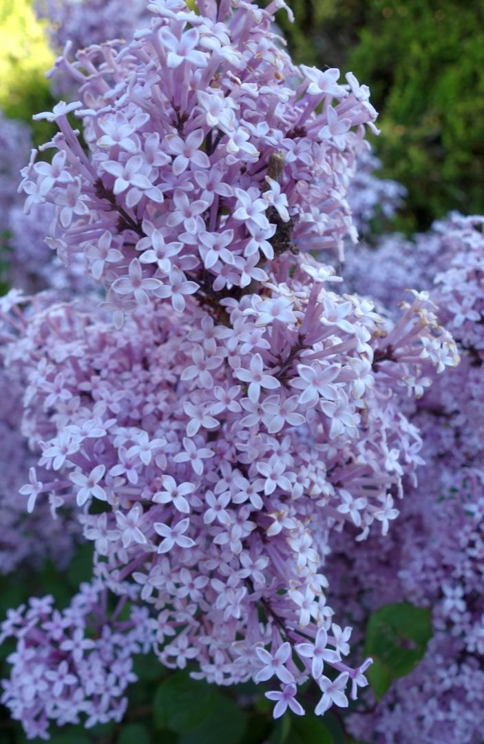Flowering shrubs and nursery stock at Treends Nursery