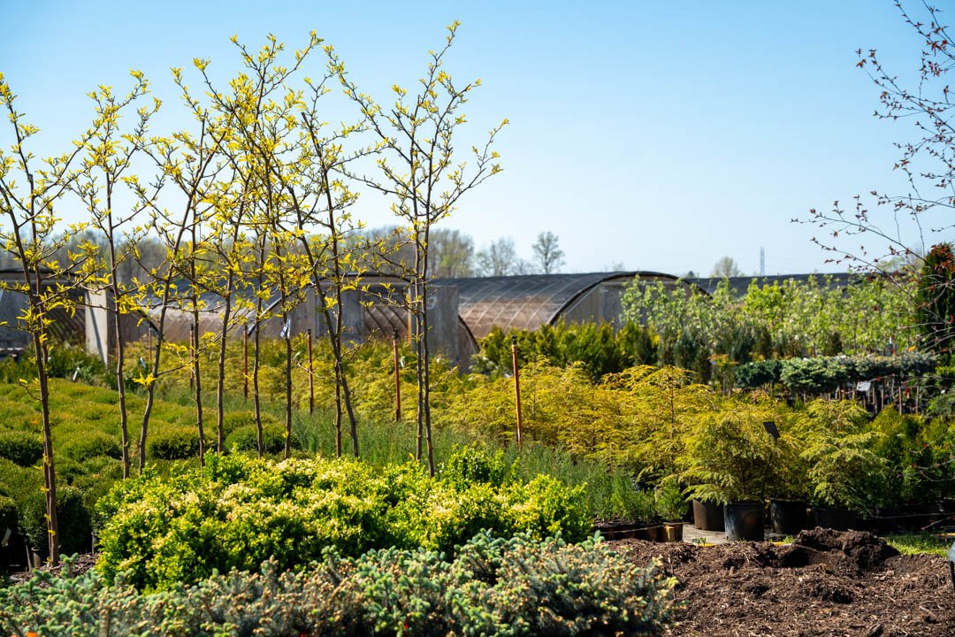 Landscape rows and nursery stock at Treends Nursery
