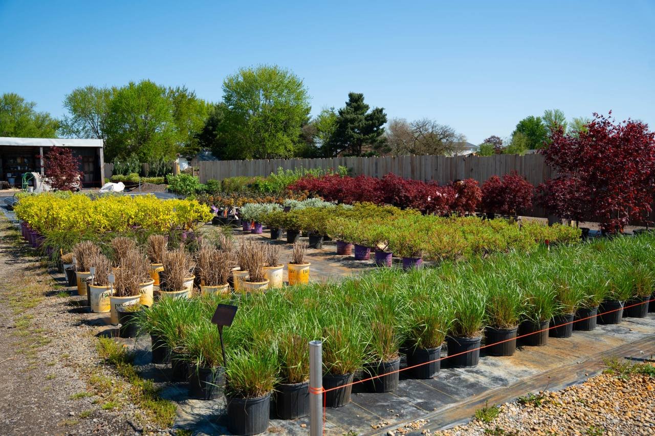 Rows of nursery plants and grasses at Treends Nursery