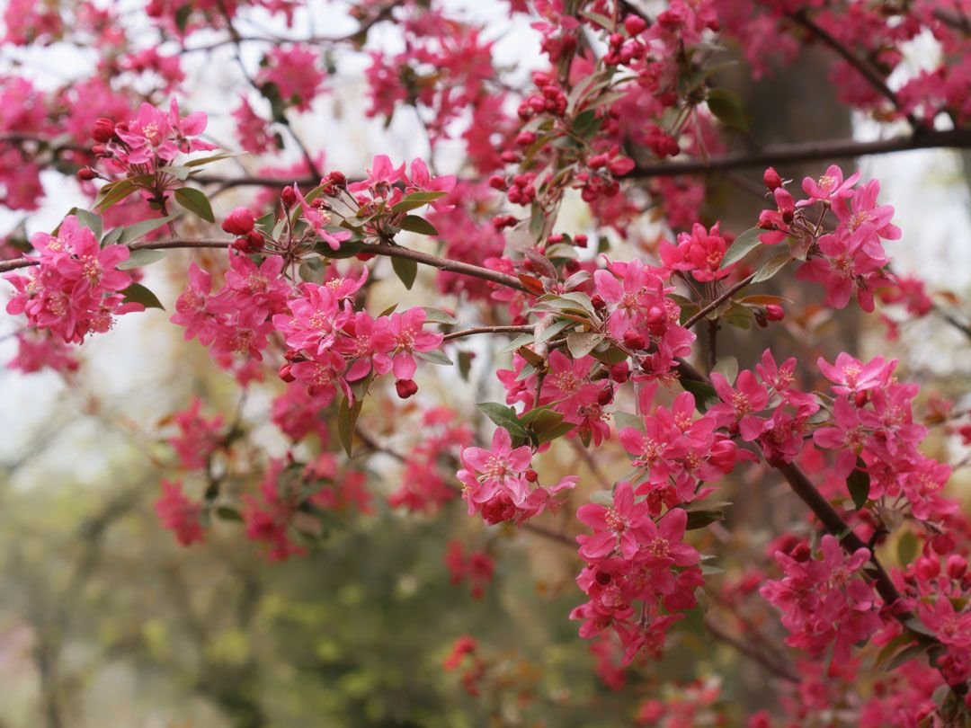 Ornamental trees at Treends Nursery